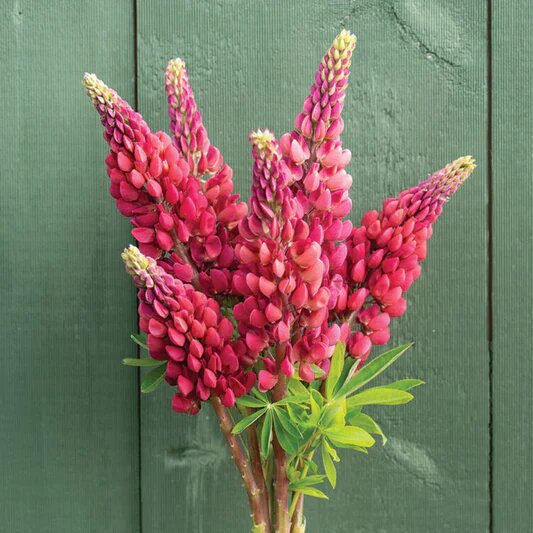 Red Lupine Flower Seeds – Heirloom, Non-GMO, High Germination Garden Seeds