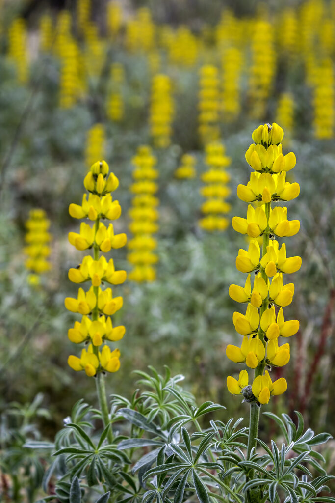 Giant Lupine Flower Seeds Yellow – Heirloom, Non-GMO, High Germination Organic Seeds