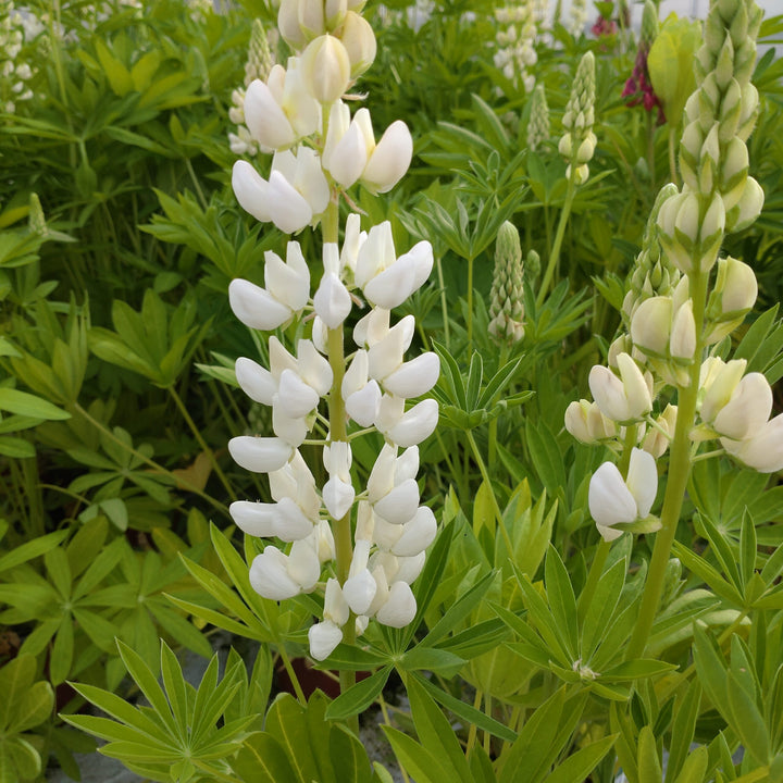 Giant Lupine Flower Seeds White – Heirloom Non-GMO High Germination Seeds