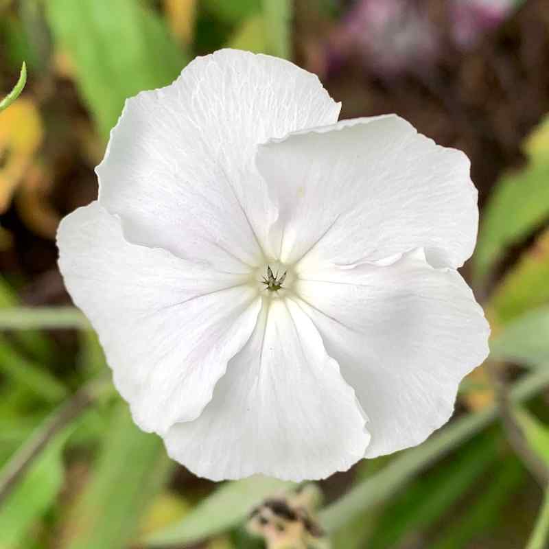 white white flower seeds