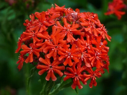 Lychnis Flower Seeds Red – Heirloom, Non-GMO, High Germination Seeds
