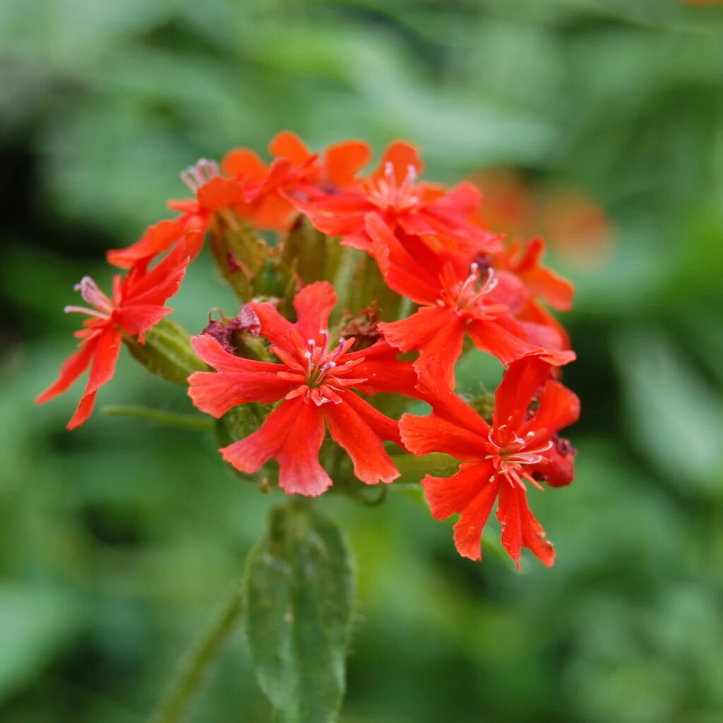 Semillas de flor Lychnis Chalcedonica rojas – De herencia, no transgénicas, de alta germinación