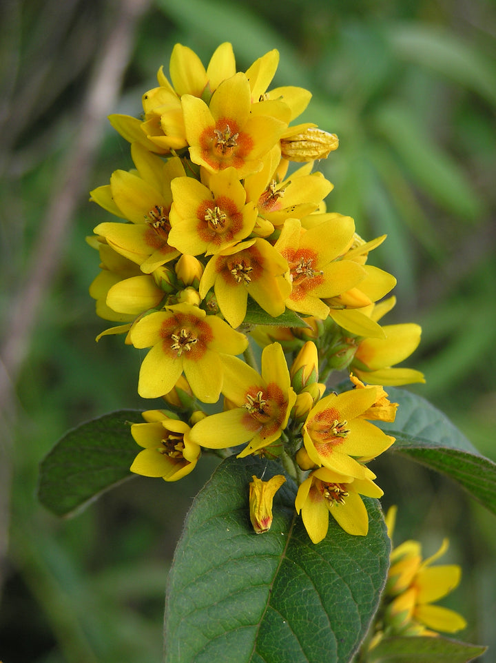 Yellow Loosestrife Flower Seeds – Heirloom Non-GMO High Germination Organic Garden Seeds