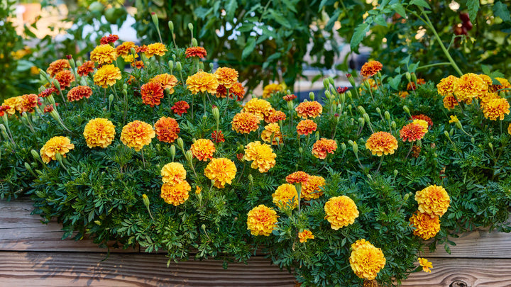 Yellow Orange Marigold Flower Seeds – Heirloom, Non-GMO, High Germination Seeds