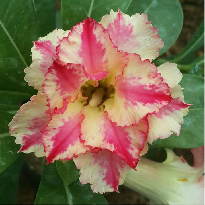 Adenium Flower Seeds Red Yellow for Planting – Heirloom Non-GMO High Germination Organic Garden Seeds