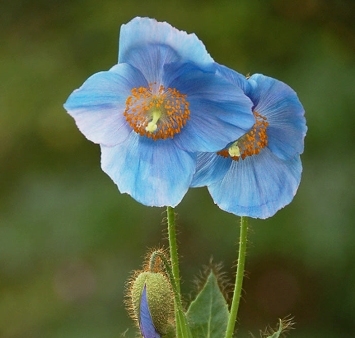 Meconopsis Blumensamen – Alte Sorte, gentechnikfrei, keimfreudige Samen
