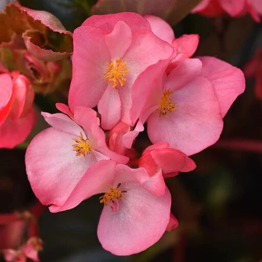 Semillas de Begonia Rosa Gigante – Cimera, No-GMO, Alta Germinación