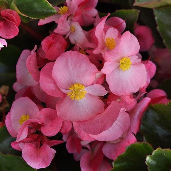 Semillas de Begonia Rosa Gigante – Cimera, No-GMO, Alta Germinación