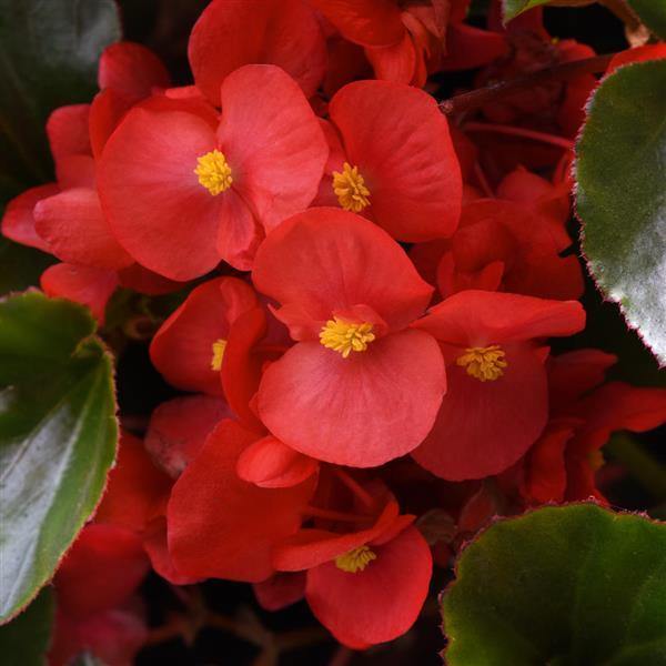Red Begonia Flower Seeds for Planting Heirloom Non-GMO High Germination Organic Garden Seeds