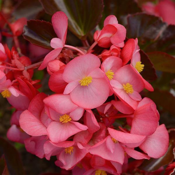 Semillas de Begonia Rosa Gigante – Cimera, No-GMO, Alta Germinación