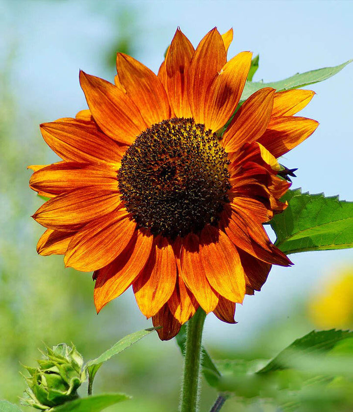 Semillas de Girasol Naranja – Variedad Tradicional, No Transgénicas, Semillas Orgánicas de Jardín de Alta Germinación para Sembrar