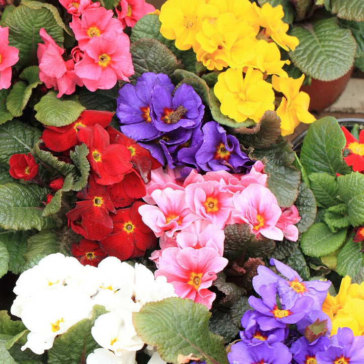 Mixed Polyanthus Primula Flower Seeds – Heirloom, Non-GMO, High Germination Seeds