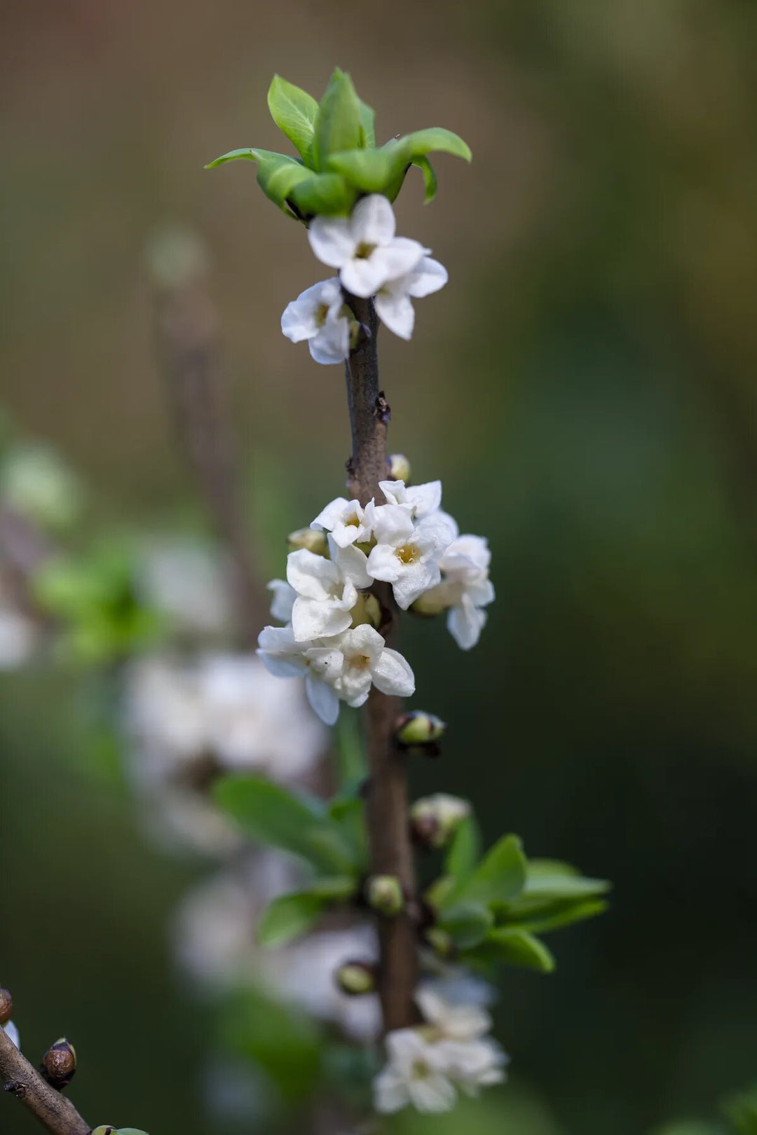 Daphne Pontica Flower Seeds White – Heirloom, Non-GMO, High Germination Seeds