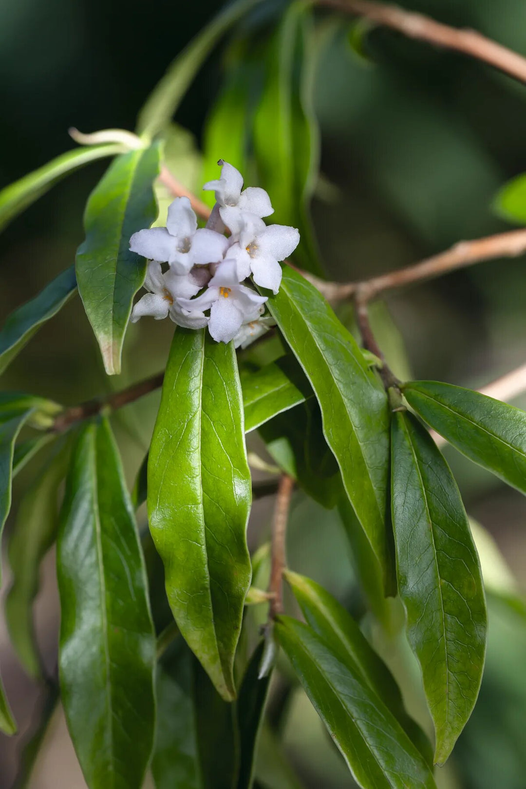Daphne Pontica Flower Seeds White – Heirloom, Non-GMO, High Germination Seeds