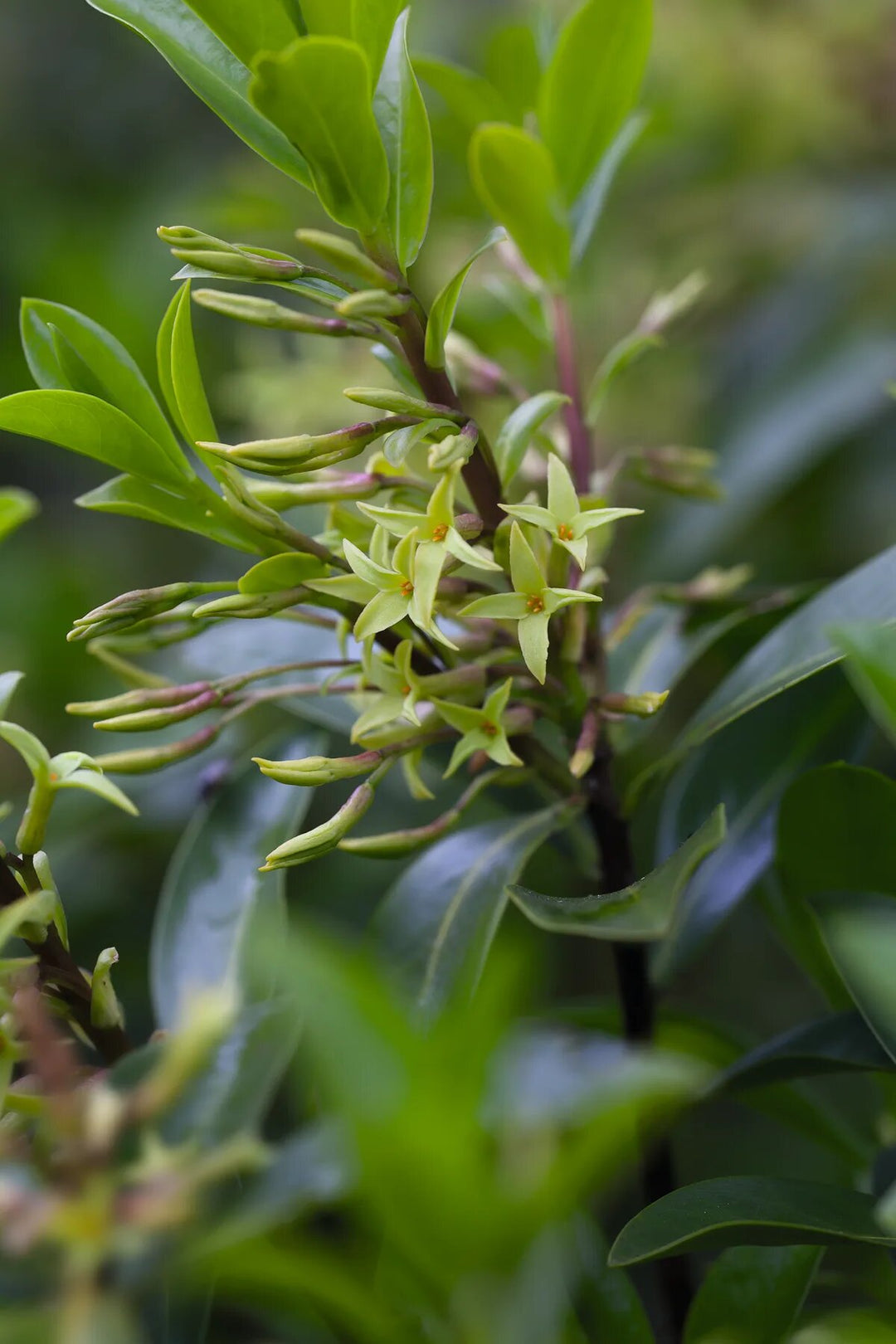 Yellow Daphne Pontica Flower Seeds – Heirloom Non-GMO High Germination Organic Seeds