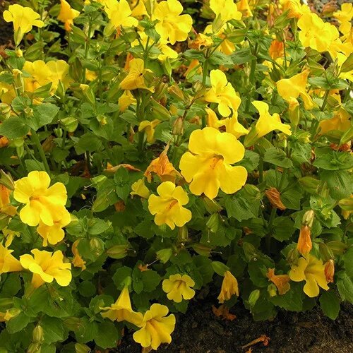 Mimulus Guttatus Flower Seeds – Heirloom, Non-GMO, High Germination Seeds