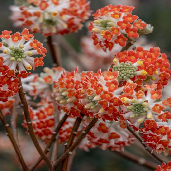 Semillas de flores Edgeworthia naranjas, reliquia, sin OMG, alta germinación