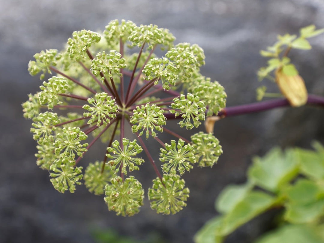 Angelica Herb herb seeds