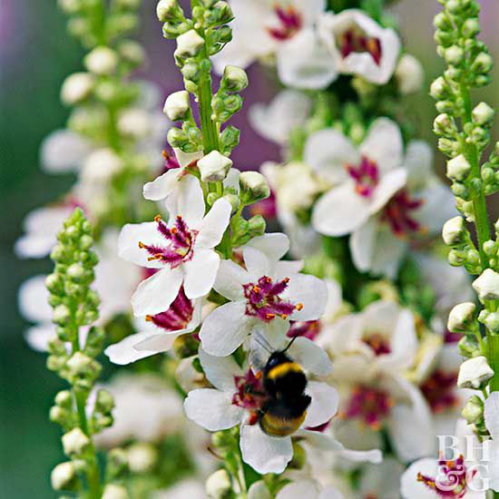 White Verbascum Flower Seeds for Planting – Heirloom, Non-GMO, High Germination
