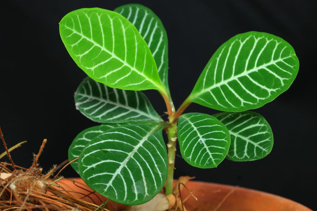 Euphorbia Leuconeura herb seeds
