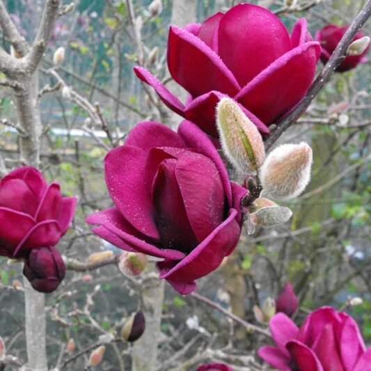 Magnolia Flower Seeds Maroon – Heirloom Non-GMO High Germination