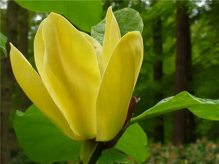Yellow Magnolia Flower Seeds – Heirloom, Non-GMO, High Germination Organic Seeds