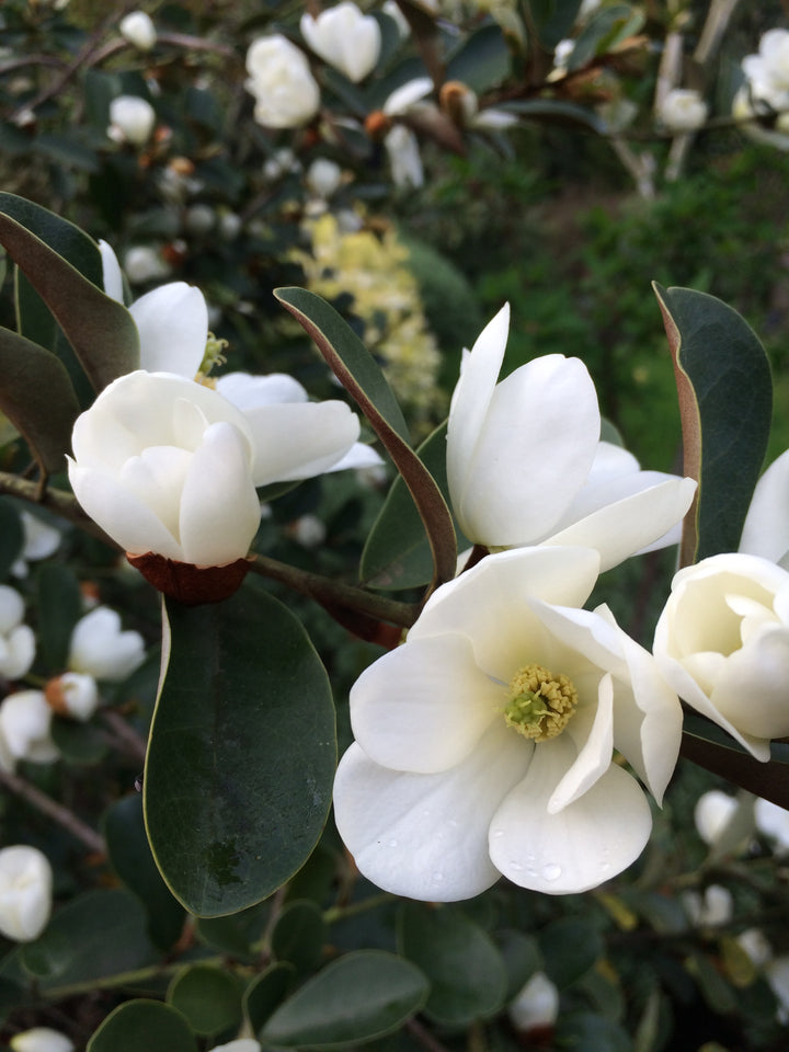 Magnolia Laevifolia Flower Seeds – Heirloom, Non-GMO, High Germination Seeds