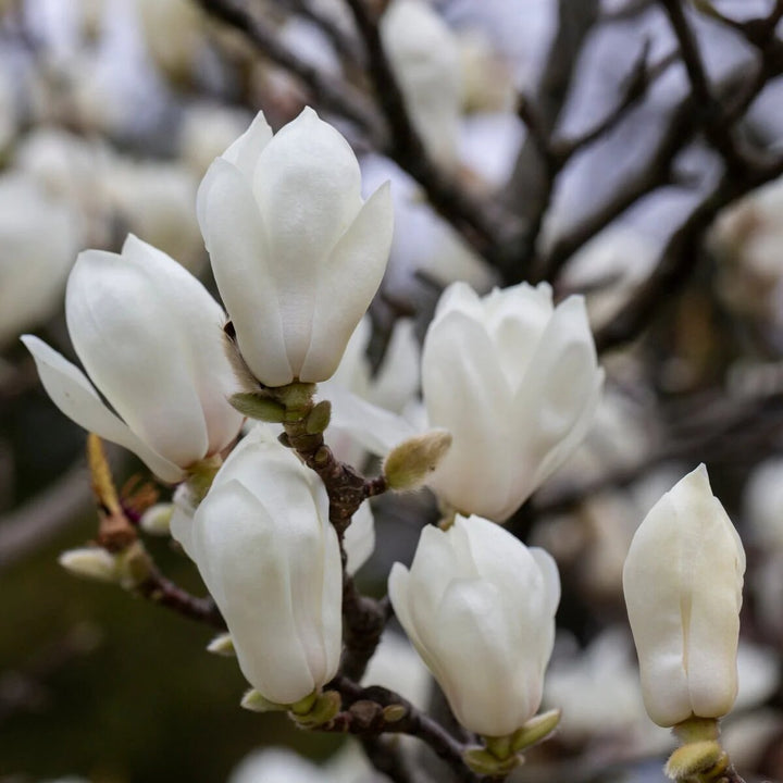 Magnolia Yulan Flower Seeds White – Heirloom Non-GMO Seeds for Planting