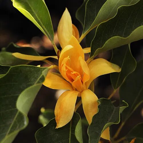 Orange Champaca Flower Seeds – Heirloom, Non-GMO, High Germination Seeds