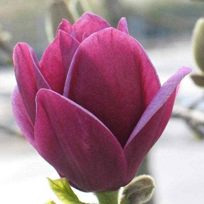Dunkelrote Magnolienblumen Samen zum Pflanzen – Alte Sorte gentechnikfrei Samen mit hoher Keimrate
