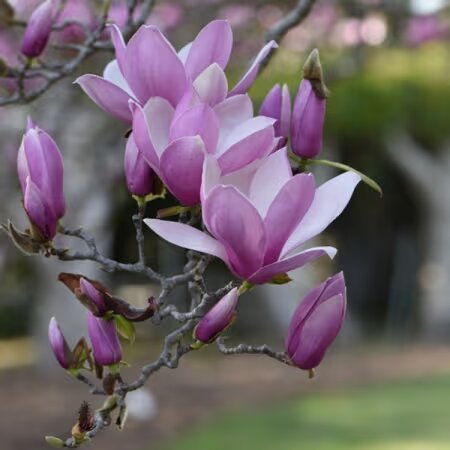 Purple Magnolia Flower Seeds – Heirloom, Non-GMO, High Germination Seeds