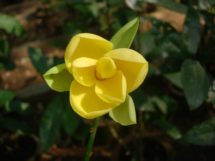 Magnolia Flower Seeds Yellow – Heirloom, Non-GMO, High Germination Organic Seeds