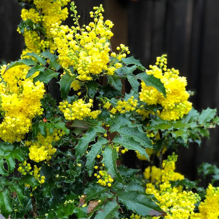 Mahonia Flower Seeds – Heirloom, Non-GMO, High Germination Seeds for Planting