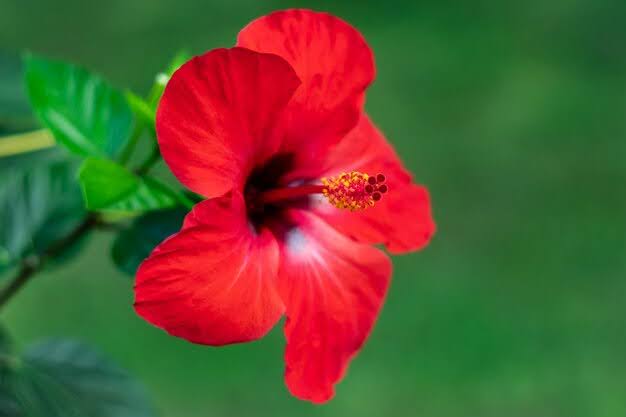Semillas de flor de hibisco rojo (Hibiscus Sinensis) – Variedad tradicional, sin OMG, de alta germinación
