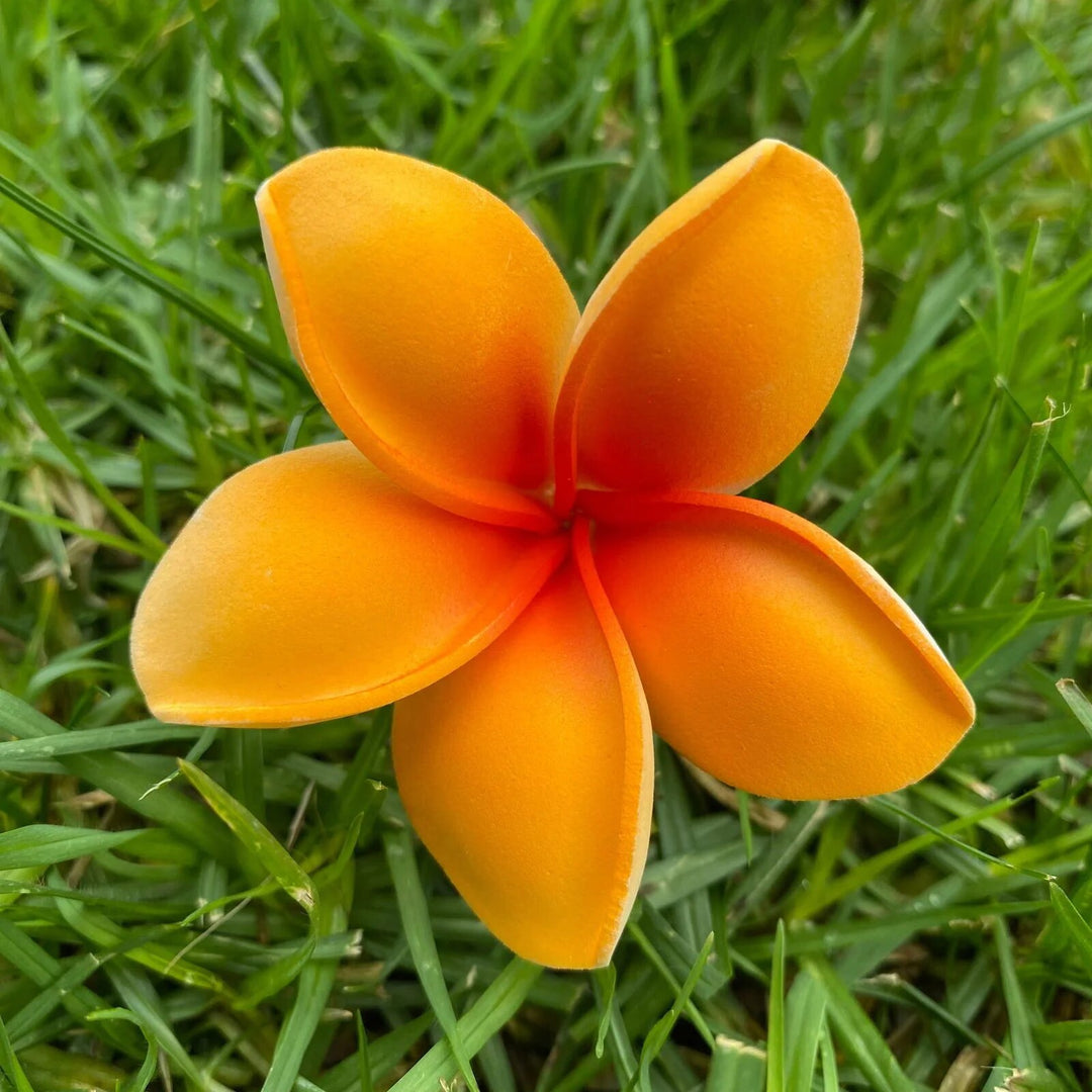 Orange Plumeria Flower Seeds – Heirloom, Non-GMO, High Germination Seeds