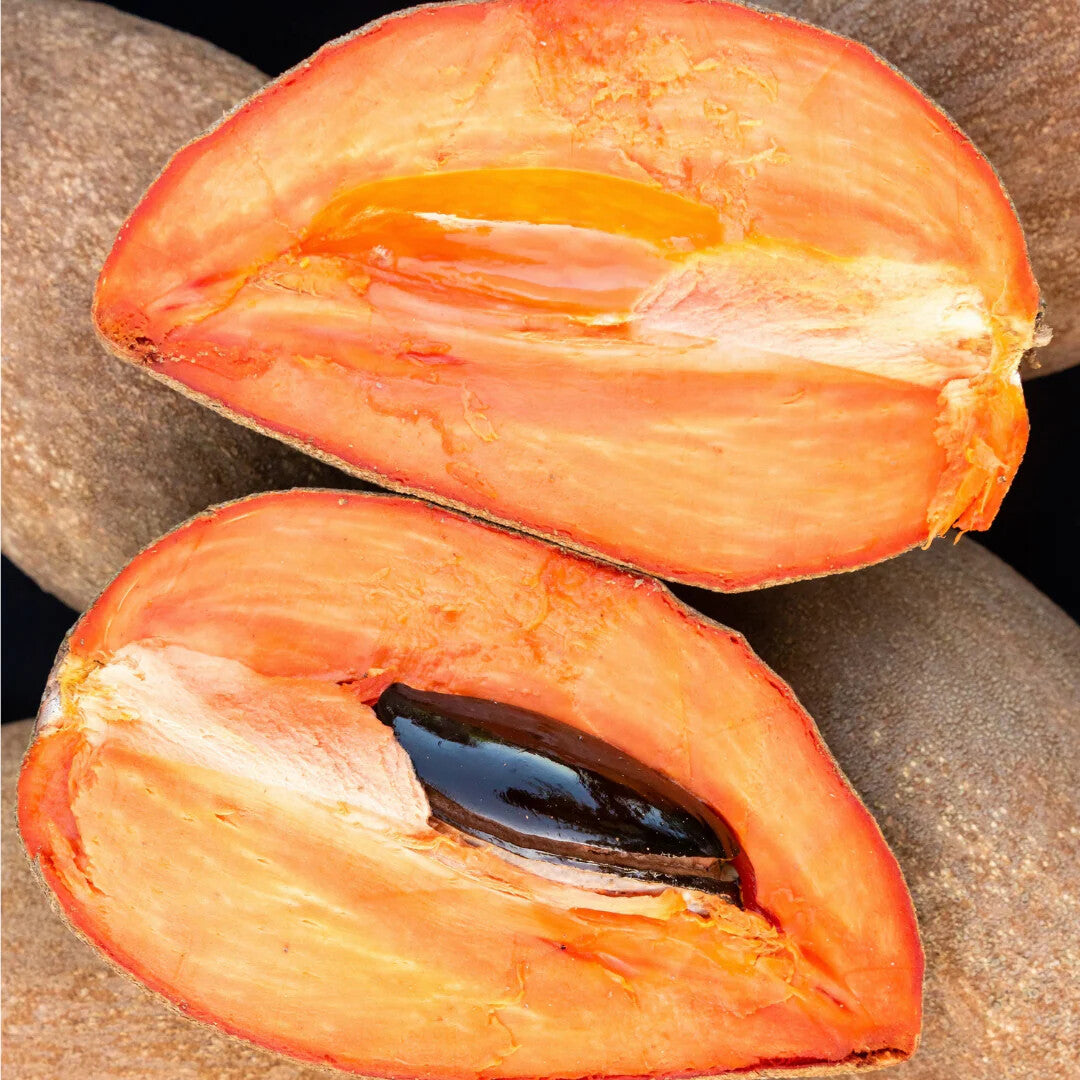 Mamey Fruit Seeds for Planting – Heirloom Non-GMO, High Germination Organic Garden Seeds