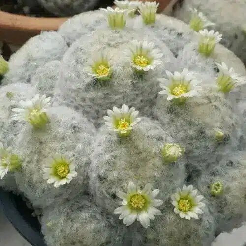 White Mammillaria Flower Seeds – Heirloom, Non-GMO, High Germination Seeds