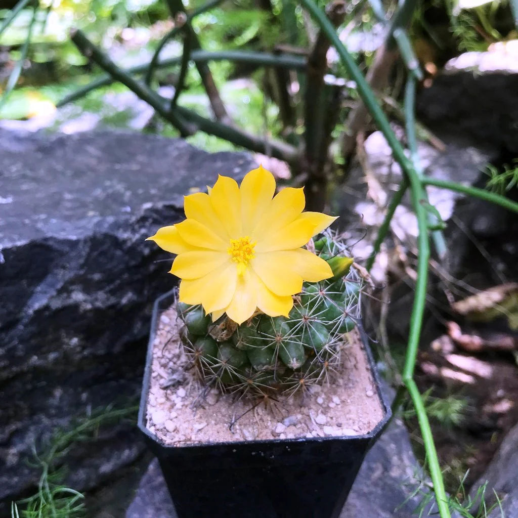 Yellow Melocactus Flower Seeds – Heirloom, Non-GMO, High Germination Organic Seeds