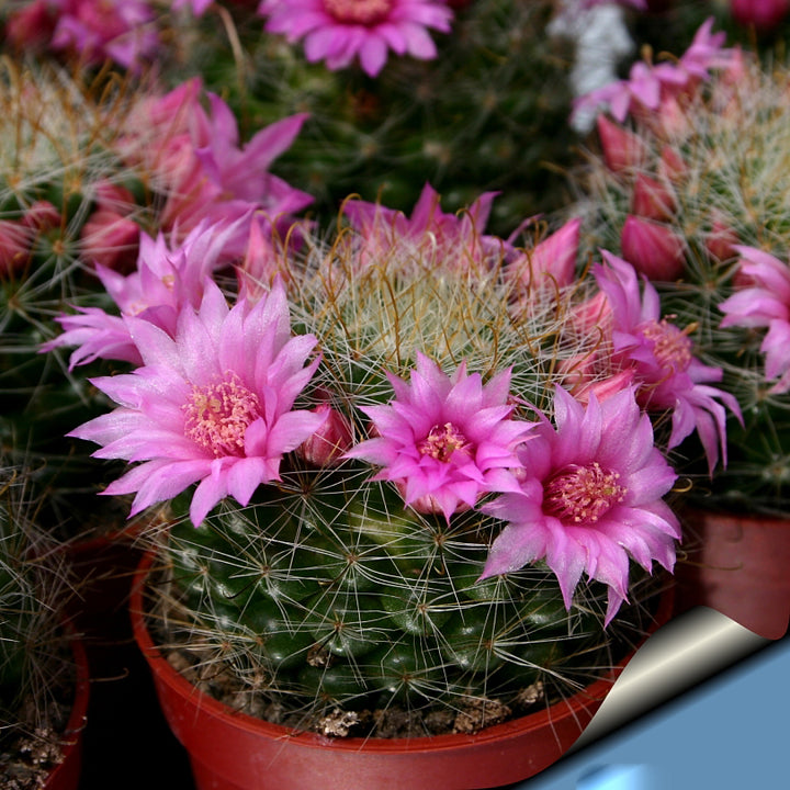 Pink Cactus Flower Seeds – Heirloom, Non-GMO, High Germination Seeds for Planting, Organic Garden Seeds