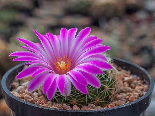 Semillas de flores de Mammillaria – Herencia, no transgénicas, de alta germinación