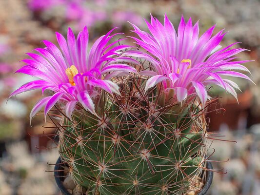 Semillas de flores de Mammillaria – Herencia, no transgénicas, de alta germinación