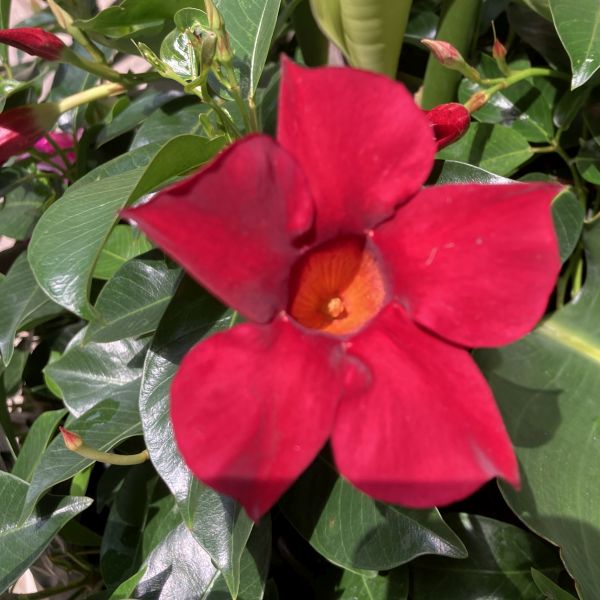 Red Mandevilla Flower Seeds – Heirloom, Non-GMO, High Germination Seeds