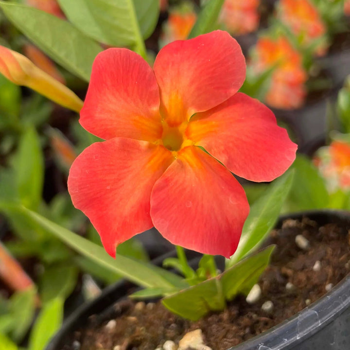 Orange Dipladenia Flower Seeds – Heirloom Non-GMO High Germination Seeds