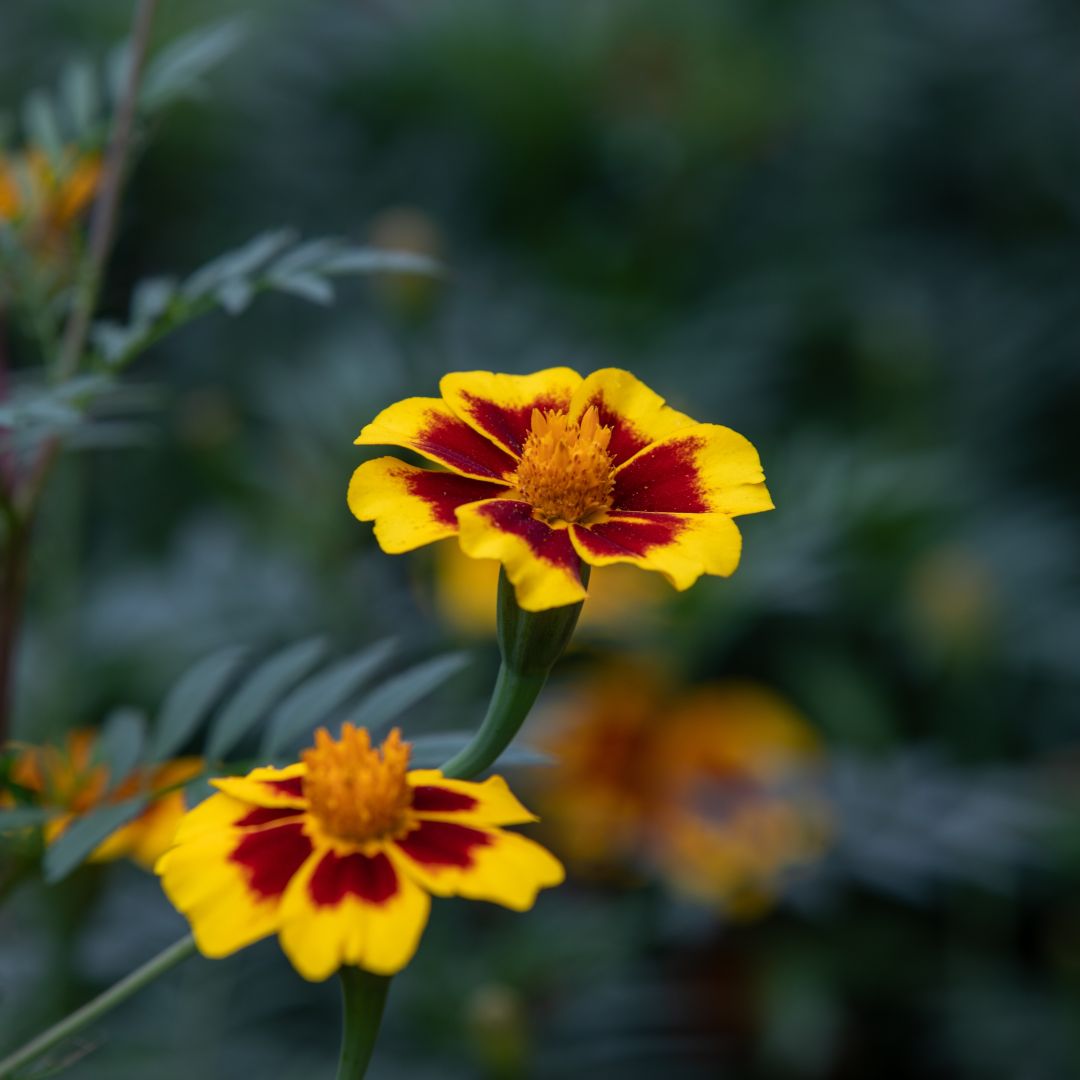 Yellow Red Marigold Tagetes Flower Seeds – Heirloom, Non-GMO, High Germination Seeds