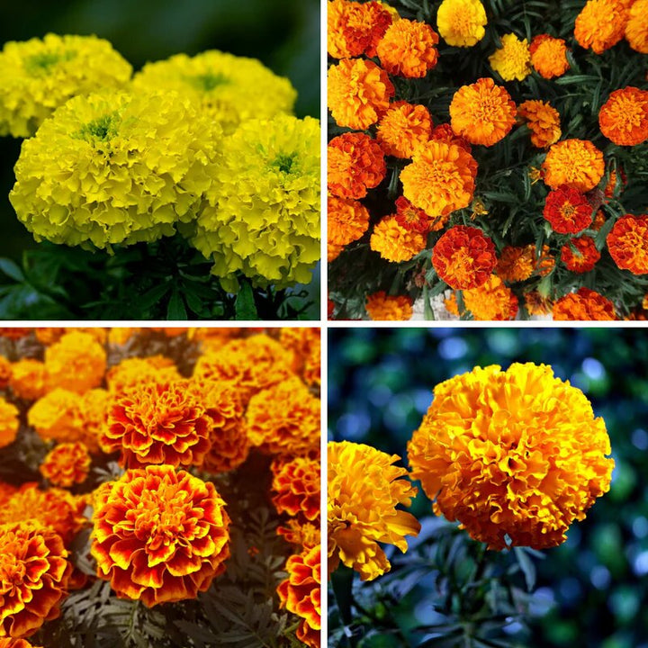 Marigold Flower Seeds Mixed – Heirloom, Non-GMO, High Germination Seeds