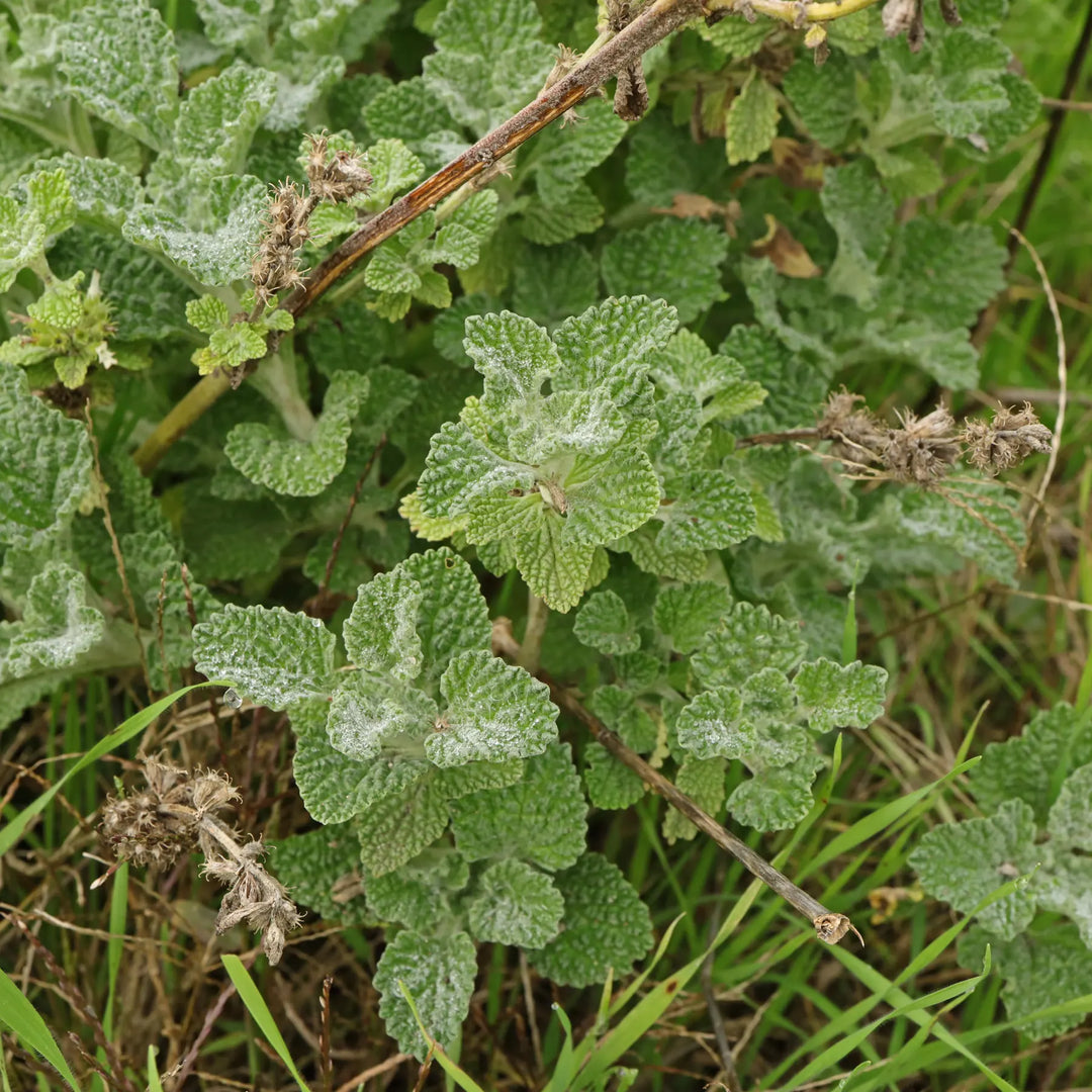Horehound Marrubium herb seeds