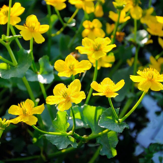 Caltha Flower Seeds – Heirloom, Non-GMO, High Germination Seeds
