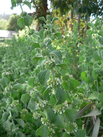 Green Horehound Seeds for Planting – Heirloom Non-GMO Traditional Medicinal Herb Seeds