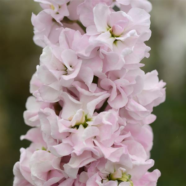 Light Pink Matthiola Incana Flower Seeds – Heirloom, Non-GMO, High Germination Seeds