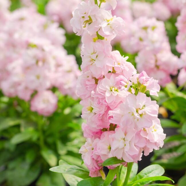 Light Pink Matthiola Incana Flower Seeds – Heirloom, Non-GMO, High Germination Seeds